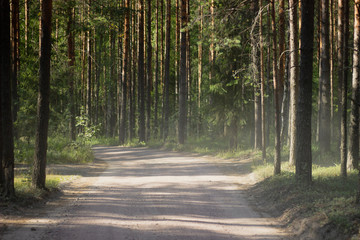 road in the forest