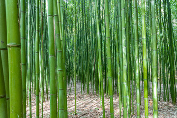 a bamboo forest in Pobal, in Vizcaya. Basque Country