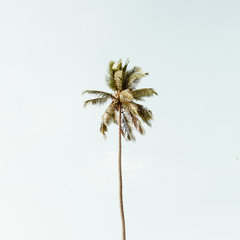 Fototapeta na wymiar Lonely one tropical exotic coconut palm tree against big blue sky. Neutral background with retro warm colors. Summer and travel concept on Phuket, Thailand.
