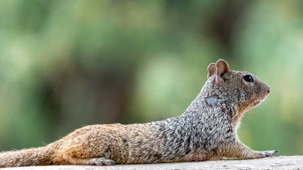 Rock Squirrel Resting on a Ledge