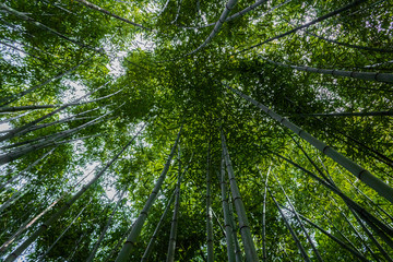a bamboo forest in Pobal, in Vizcaya. Basque Country