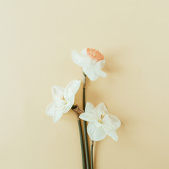 Narcissus flowers bouquet on pastel background. Flatlay, top view summer floral composition.