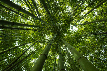 Naklejka na ściany i meble a bamboo forest in Pobal, in Vizcaya. Basque Country