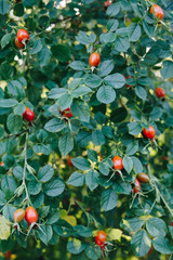 Full frame shot of a rose bush with ripening rose hips