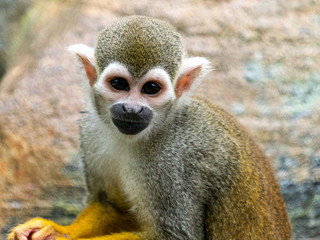 Squirrel Monkey Playing In The Sun