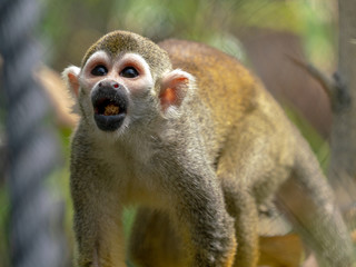 Squirrel Monkey Playing In The Sun