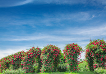 Fototapeta premium Red Rose Garden in Chengdu Flower Dance World, Sichuan Province, China