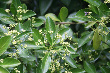 Euonymus japonica bush with yellow and green leaves in bloom. Evergreen plant  called Japanese spindle tree with flowers in the garden