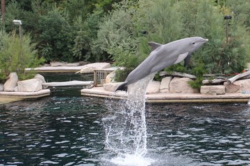Delphin