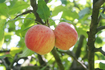 Two ripe red apples on branch in the orchard. Apples ready to harvest on summer