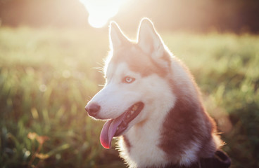 Portrait dog breed husky in sunny day
