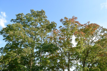 奈良公園