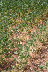 Obraz premium Drought on soybean field on summer. Climate Change and Global Warming on agricultural field in northern Italy