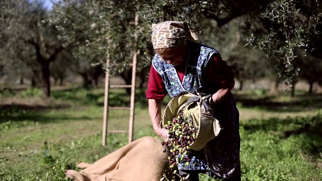 Closeup of old peasant woman pouring fresh olives from a sack to some wicker baskets in the countryside during olive harvesting.