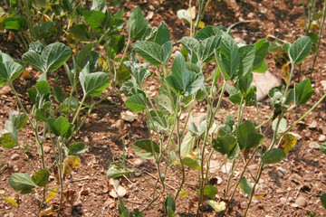 Drought on soybean field on summer. Climate Change and Global Warming on agricultural field in northern Italy