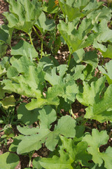 Pumpkin plant  growing on ground on a organic vegetable garden. Cucurbita maxima cultivation
