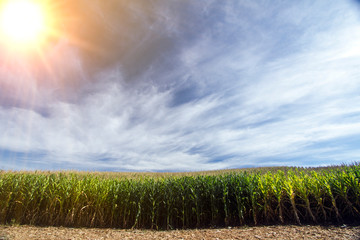 corn plantation in producing farm