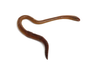 Earth worm isolated on white