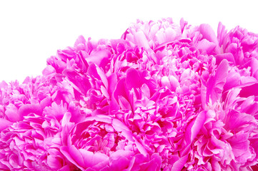 Pink peony isolated on white