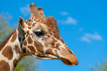 Portrait of a Young Giraffe