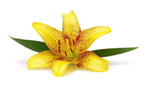 Yellow lily on a white background