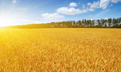 Gold wheat flied panorama at sunset