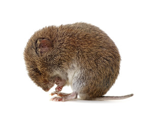 Mouse isolated on white