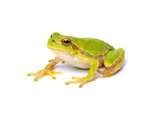 Green tree frog isolated on white