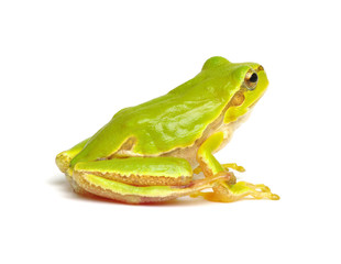 Green tree frog isolated on white