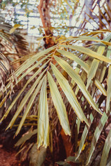 Palm leaves close-up, sunny day. The sun on the green leaves of the palm. Nature background, pattern