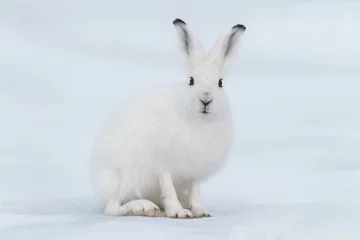 Foto op Aluminium White hare (Lepus timidus). Hare sits on the snow in the tundra. Closeup animal portrait. Eye to eye. Wildlife of the Arctic. Nature and animals of Chukotka. Siberia, Far East Russia. © Andrei Stepanov
