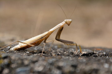 Search Photos Mantis