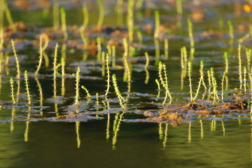 Water plants. Beautiful scene on the lake.  