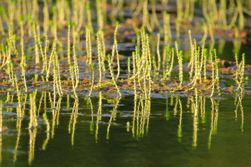 Water plants. Beautiful scene on the lake.  