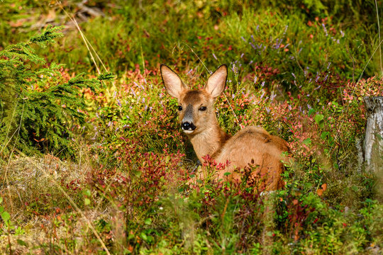 Roe Deer is resting/hiding in the forest.