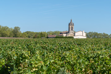 Vines from the village of Margaux in the Médoc