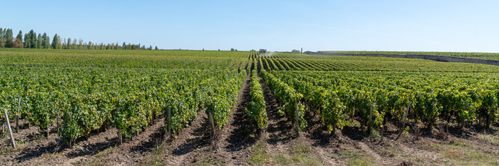 Fototapeta na wymiar Vines Landscape in Chateau Margaux in médoc Bordeaux France in banner web header template