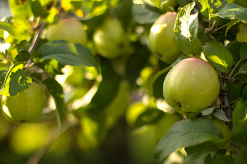 Juicy green apples ripe in the garden