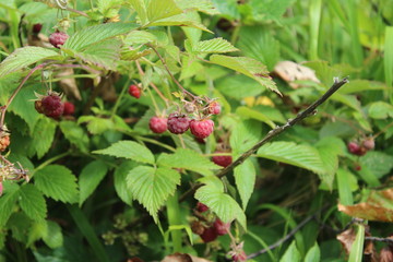forest raspberries