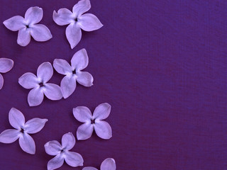 purple romantic background, lilac flower