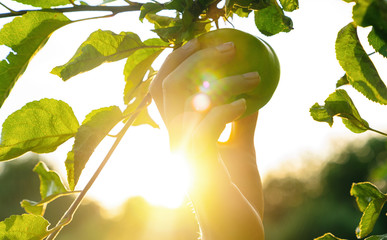 Woman hand picks apple from a tree, bright rays of the sun