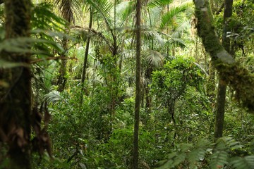 Mata Atlantica, Brazil