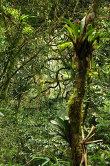 Mata Atlantica, Brazil