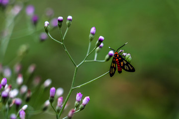 butterfly on flower