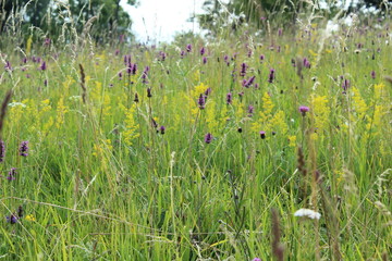 field of grass with flowers