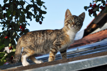 cute kitten, young cat looking forwards