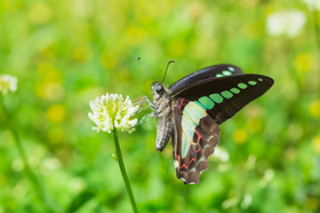 シロツメクサの蜜を吸うアオスジアゲハ