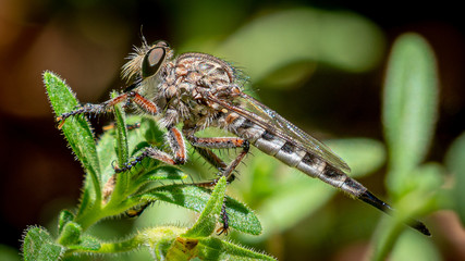 Robber Fly Perched on Leaf