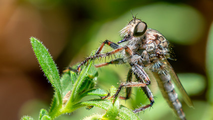 Robber Fly Perched on Leaf