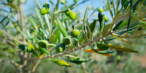 green olives growing in mediterranean olive tree